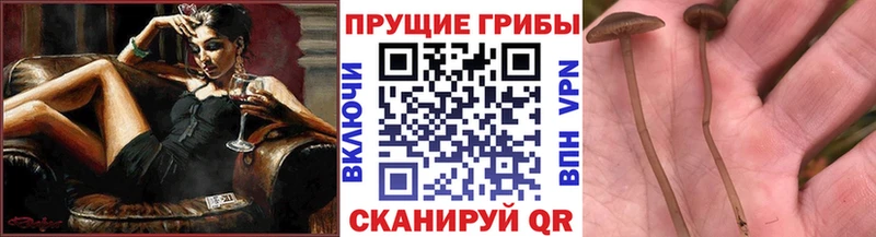 Купить  Задонск  Галлюциногенные грибы мицелий 